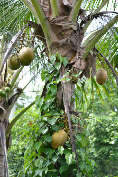 巴厘岛婚纱摄影前十名,最新风格婚纱照,我的巴