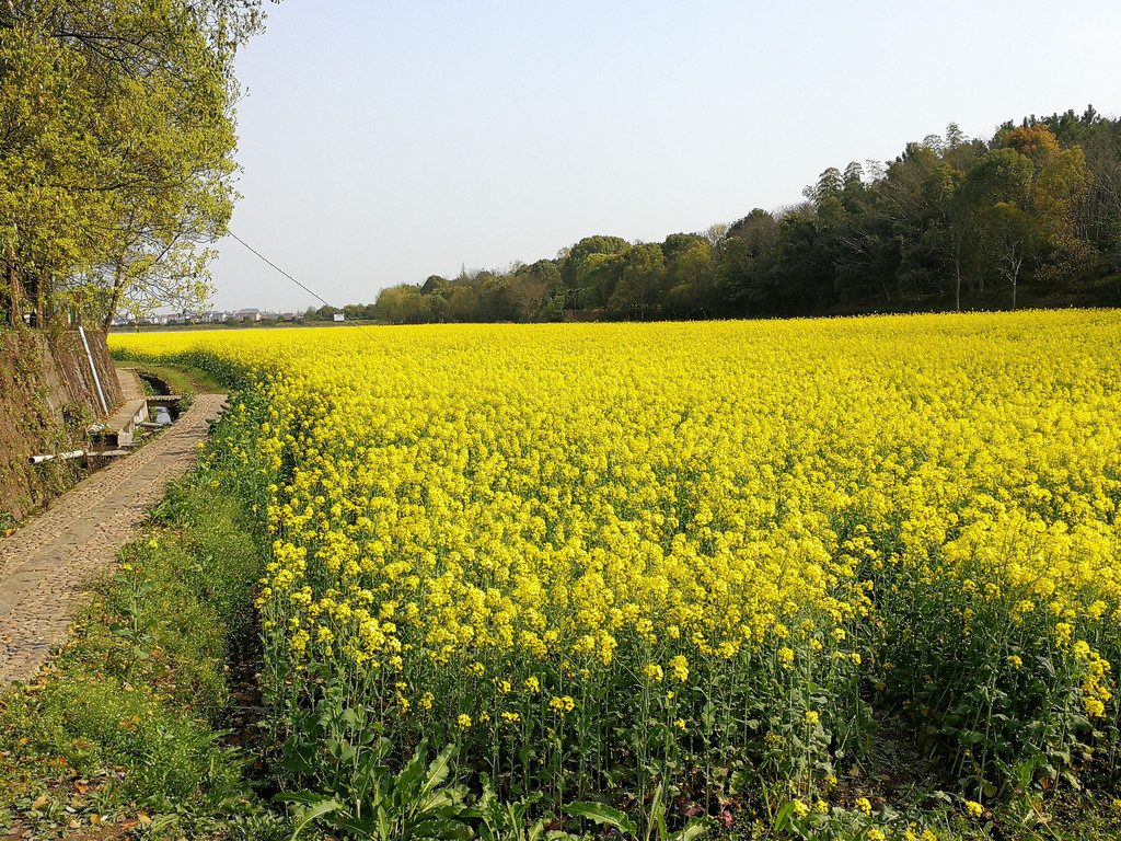 27.诸葛八卦村--村外油菜花