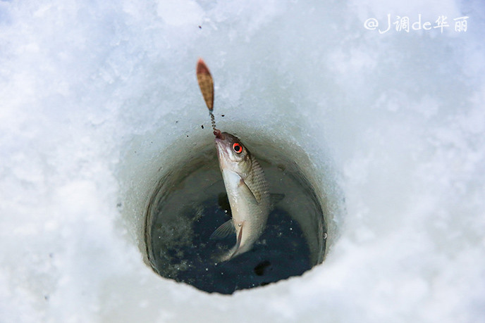 【芬兰】极光,驯鹿,冰钓,狗拉雪橇:感受最美妙的拉普兰