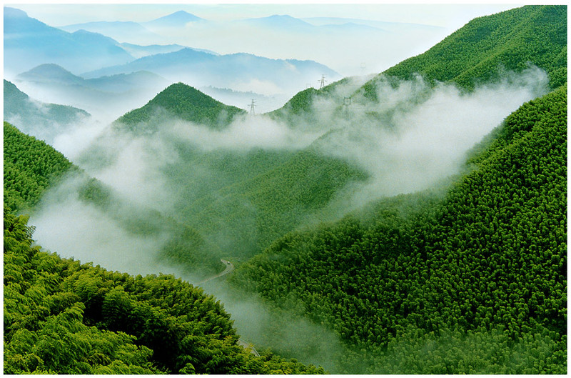 高山上的野樱你见过么?