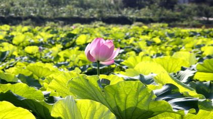 荷塘悦色门票,荷塘悦色门票价格,荷塘悦色门票团购