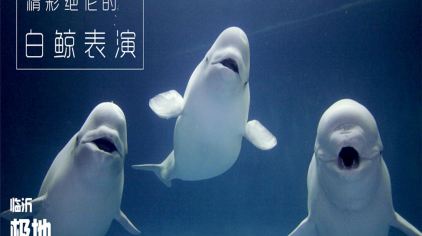 临沂极地海洋世界
