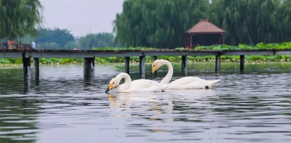 双龙湖观鸟园