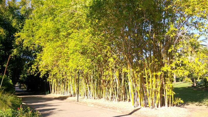 布里斯班 - 澳大利亚自由行之 冬季也温柔篇