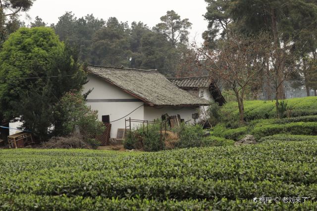 2019年4月初成都蒲江县成佳茶乡绿道景观.