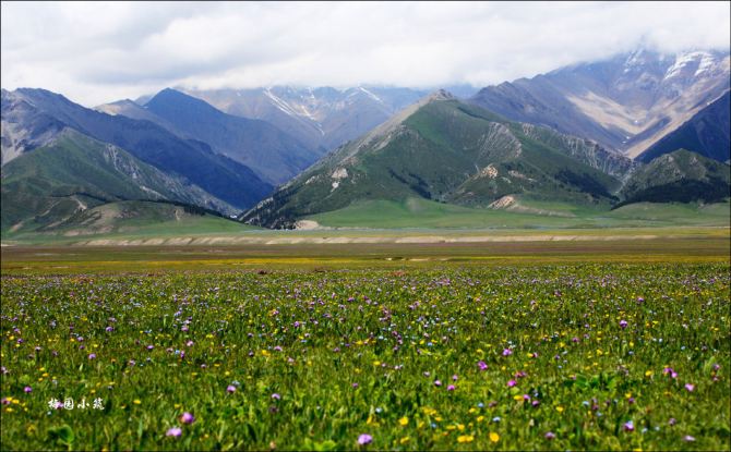 白草连天花似锦 -- 新疆伊犁赛里木湖 - 新疆游记