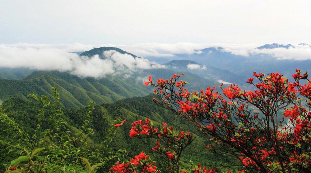 阳岭,醉几次的地方