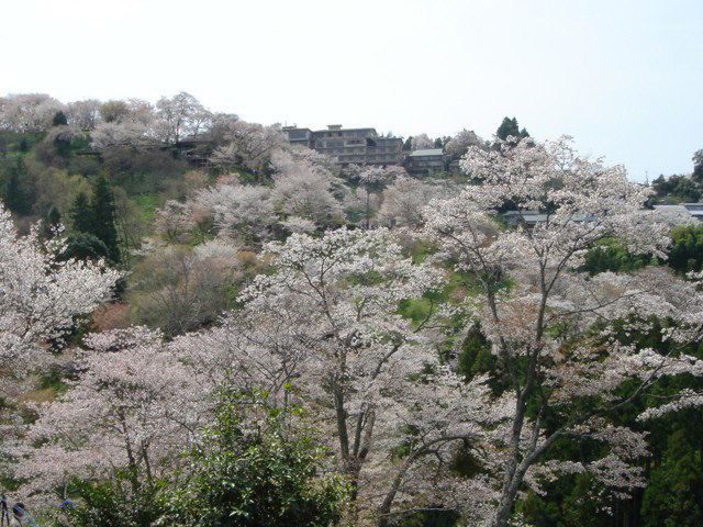 去京都奈良看樱花2#加游站# - 奈良游记攻略