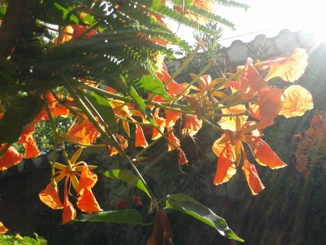 天涯海角任逍遥 作者:电闪雷鸣 - 三亚游记攻略