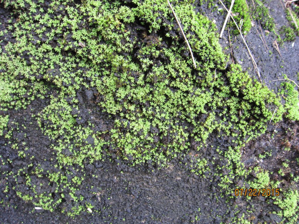 长满青苔的石板