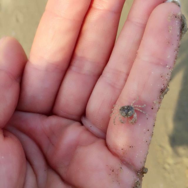 这是我见过最小的螃蟹.