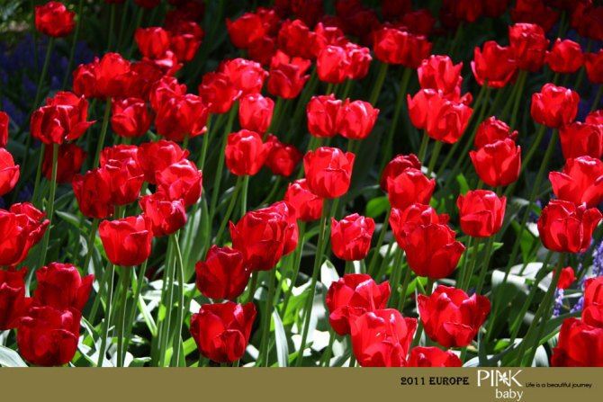 春天 属于荷兰郁金香 - 荷兰游记攻略【携程攻