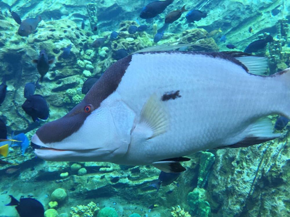 壁纸 动物 海底 海底世界 海洋馆 水族馆 鱼 鱼类 1000_750