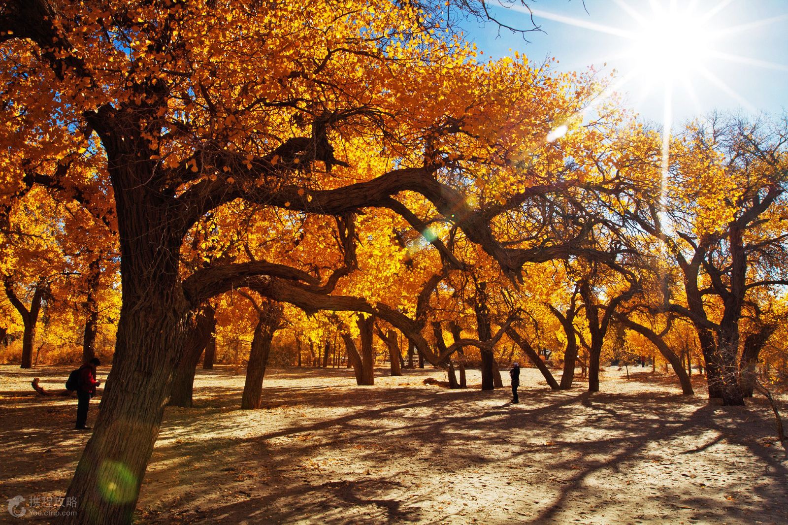 嘉峪关+额济纳旗+阿拉善左旗+银川6日5晚跟团