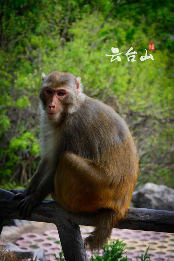 好萌的猕猴,生怕别人跟它抢着吃.