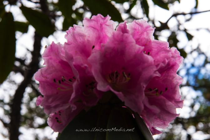 自驾游老君山九十九龙潭记,带着相机静待杜鹃