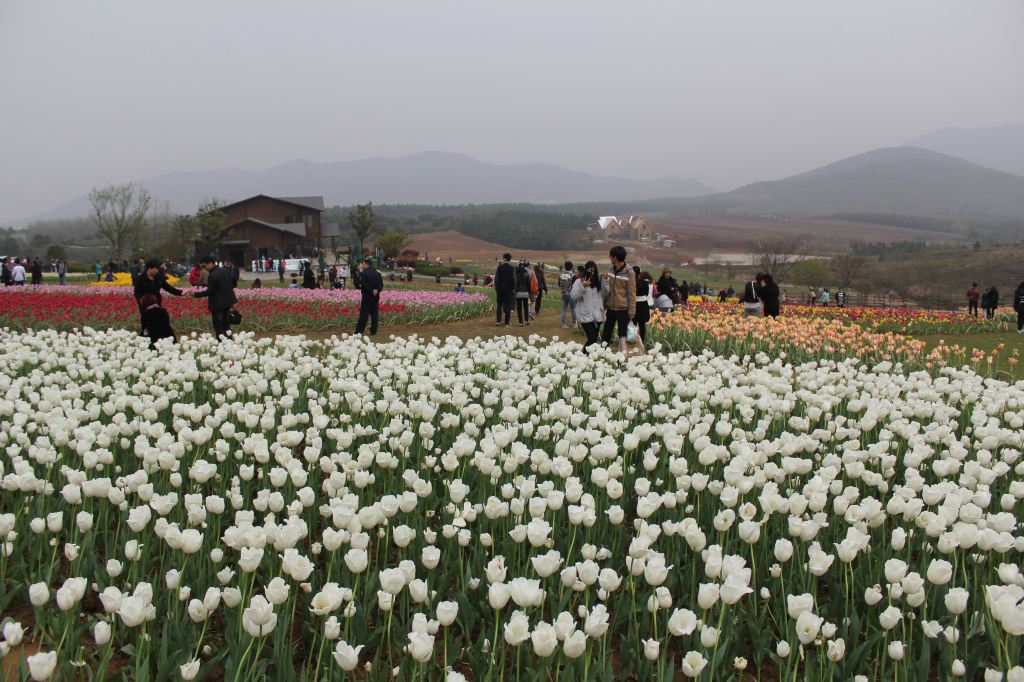 赏花散心好去处 巢湖郁金香高地