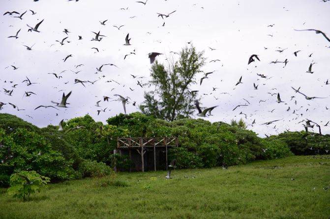 去塞舌尔-鸟岛--听一曲大自然的奏鸣曲 - 塞舌尔游记攻略【携程攻略】