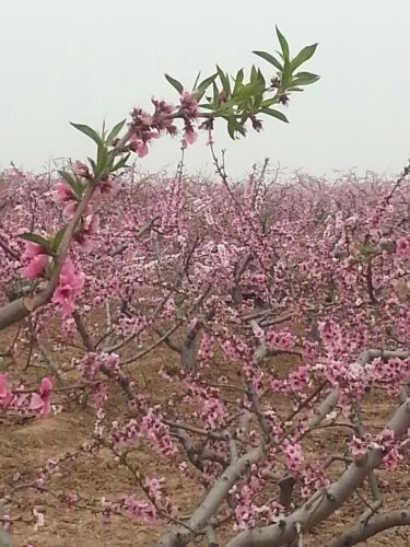 花开盐湖 - 运城游记攻略