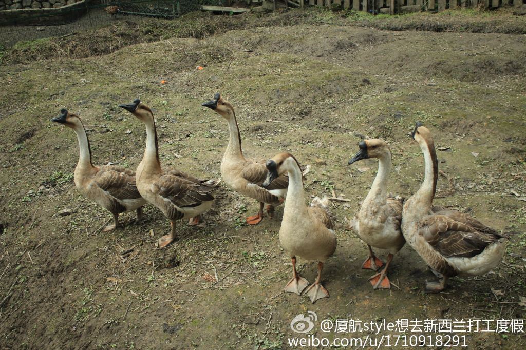 鹅鹅鹅.曲项向天歌.这个诗到底是谁写的.怎么搜