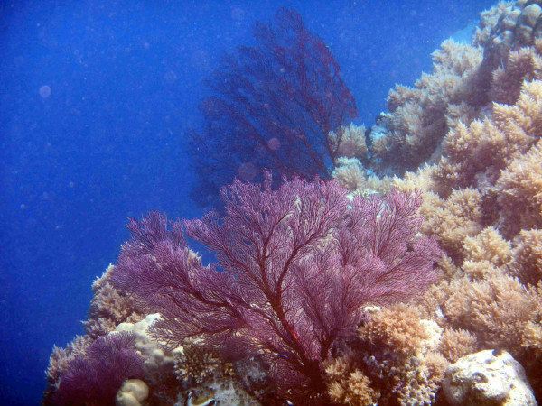 两株紫色的扇形珊瑚
