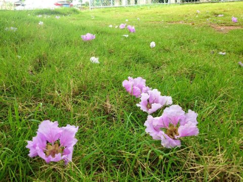 落花诗意,落花古风,古风诗意_大山谷图库