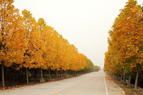 南京的秋天在哪里 在美丽乡村多彩竹镇止马岭