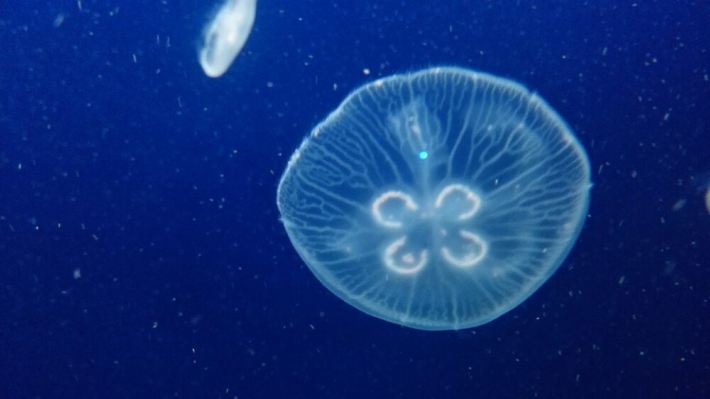 珠海长隆海洋王国自驾 - 珠海游记攻略