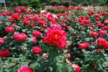 五月,到睦南公园来看月季花海 - 天津游记攻略