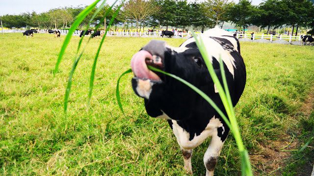 小资女在台湾的故事-『30天环游台湾 Day11