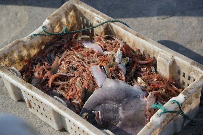 无人荒岛被困求生记【冬游嵊泗 终见花鸟】下