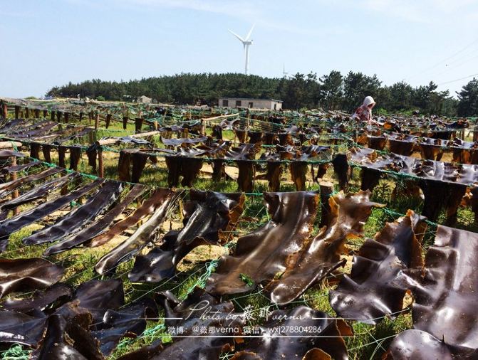 威海三日游:住海景房,出海打渔,途遇晒海带…感