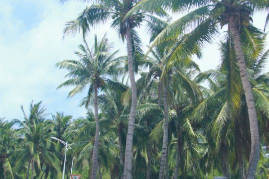 随手拍#写给三亚的日记--the gift for my family