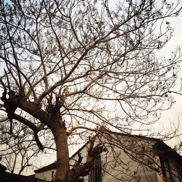 泡桐树,冬天只有寂寞的树杈勾勒着她的风姿.