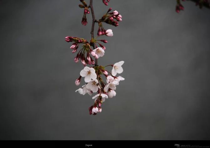 樱花开满大阪城,灿烂无比,浪漫唯美 - 日本游记