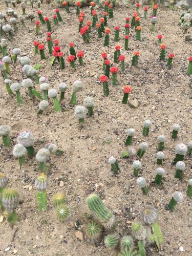 三亚4天自由行 - 三亚游记攻略