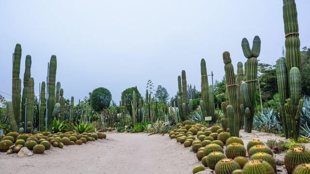 福建厦门厦门园林植物园一日游【厦门出发 学生秋游 包车游 十人起订