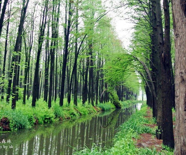 醉氧出发!兴化千岛油菜花 李中水上森林公园