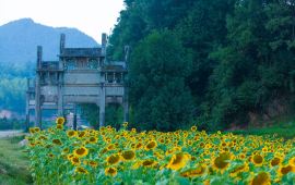 黄山市蜀源村天气预报,历史气温,旅游指数,蜀源
