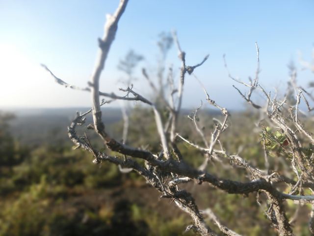 二氧化硫的气体混入大气,使得火山上的植被收到酸雨的侵蚀,很多植物的