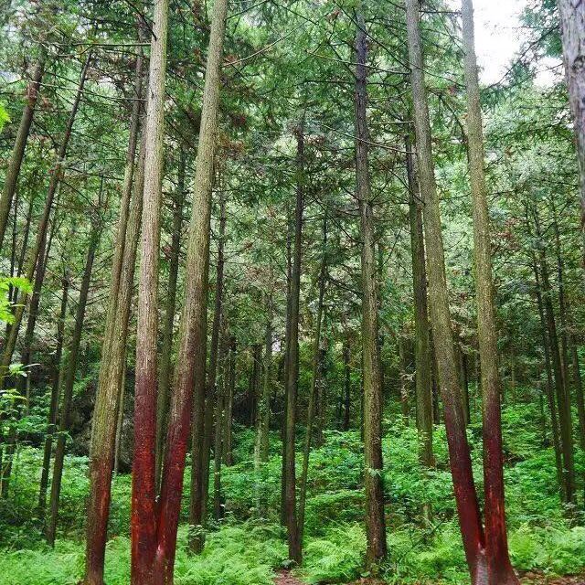 仙居神仙居偏偏一日游