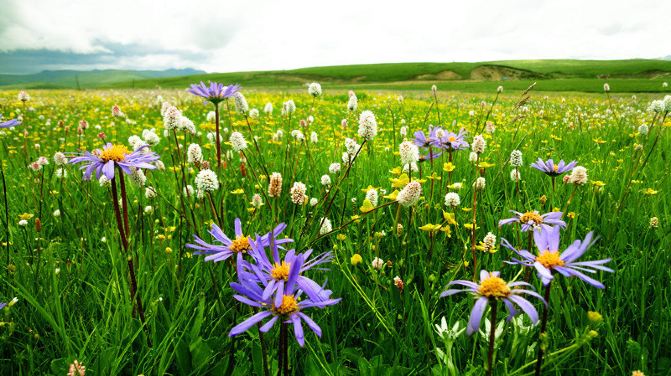 暑假毕业旅行去去四川哪里看花 夏天四川最美