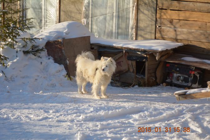 冰雪奇缘--走进东北 【中国 哈尔滨 雪乡】 - 哈