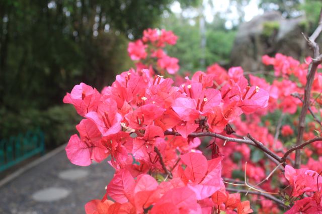 厦门的市花,三角梅.