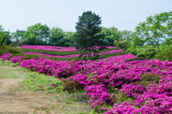 大片的杜鹃花出现在眼前,种植在一片山坡上,错落有致.