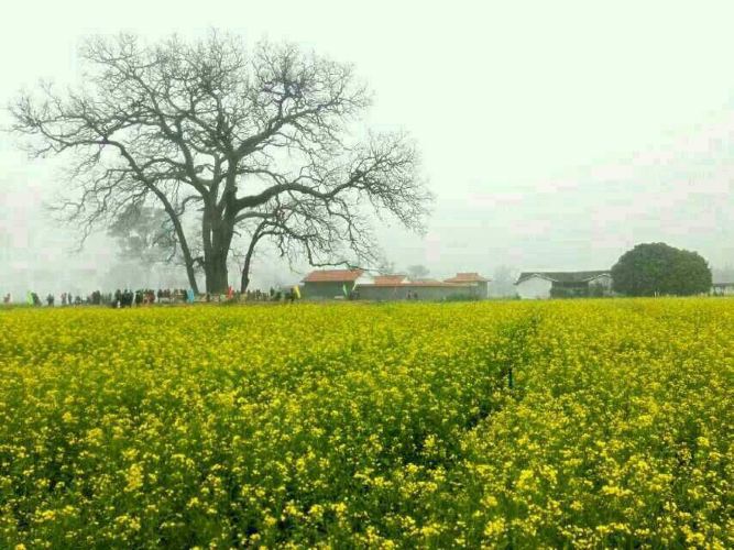 秀田古树,油菜花美景(新丰县马头镇)