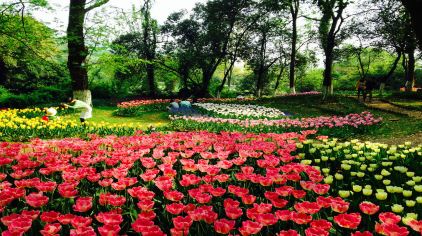武汉植物园门票,武汉植物园门票价格,武汉植物