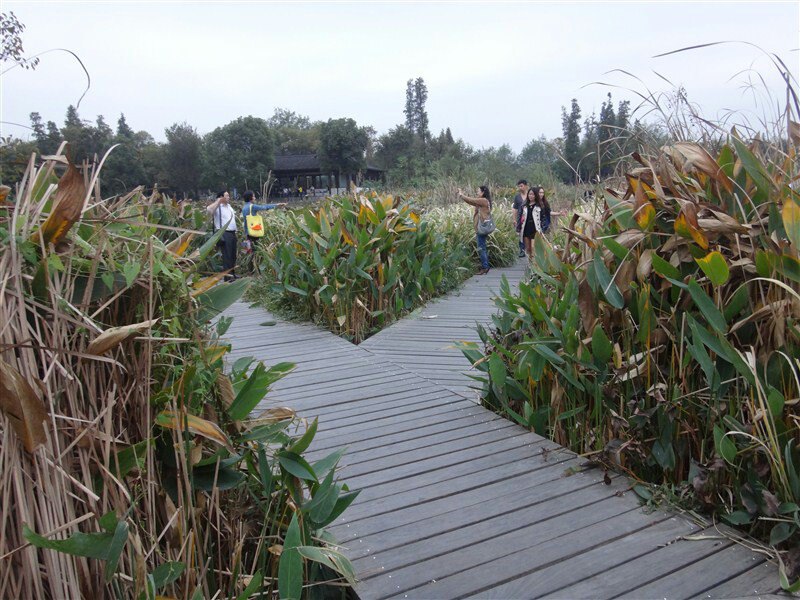 【阿玲的美丽杭州之西溪湿地】散步于烟雨西溪