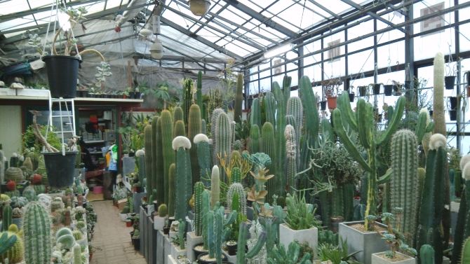 别样游首尔--首尔花卉市场Flower City。 - 首尔