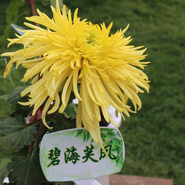 这里的菊花品种还是真多,碧海扶风,金马,漫天飞舞,白玉叠翠,都是以前
